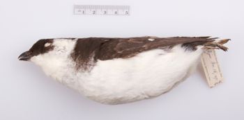Media type: image;   Ornithology 204135